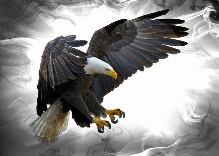 Aigle noir avec un fond blanc et noir