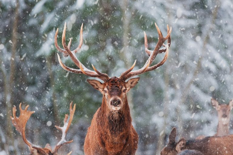 Un cerf dans la neige