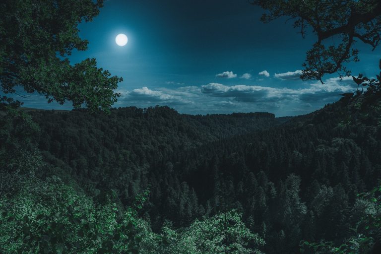 Grande forêt dans la nuit