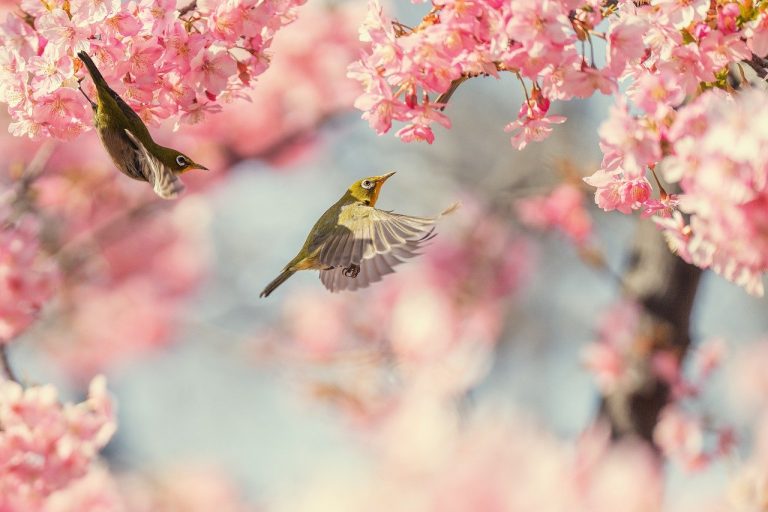 Des oiseaux avec des cerisiers en fleurs