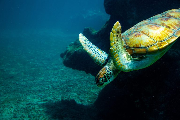 Grosse tortue jaune dans l'eau