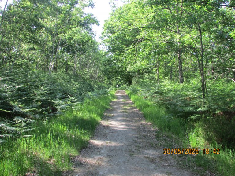 Photo d'un chemin au milieu d'une forêt